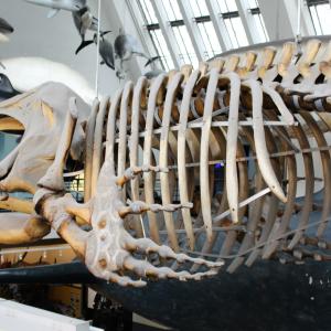 whale bones