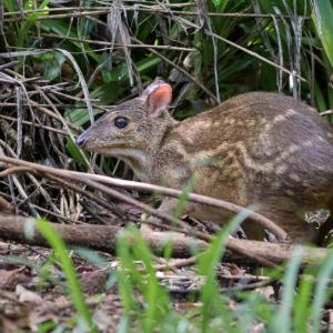 chevrotain