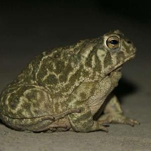 bufo