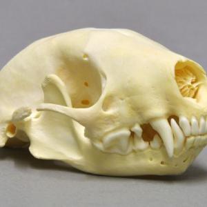 skunk skull