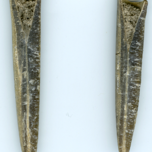 belemnite
