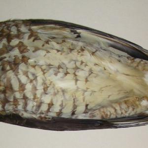Specimen from Academy of Natural Sciences of Drexel University