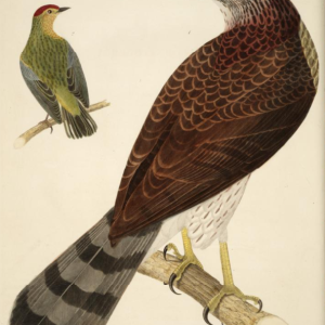 Engraving by A. Lawson