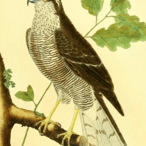 Drawing by F.-N. Martinet