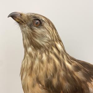 Red-shouldered Hawk (mounted taxidermy)