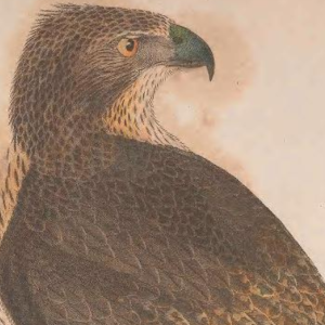 Engraving by J. G. Warnicke