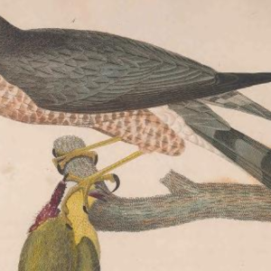 Engraving by J. G. Warnicke