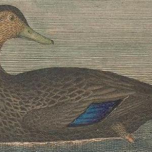 American Black Duck, Engraved by A. Lawson