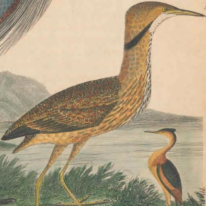 American Bittern