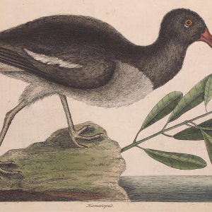 American Oystercatcher