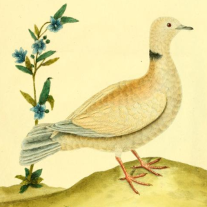 Eurasian / African Collared-Dove