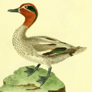 Drawn by F.-N. Martinet