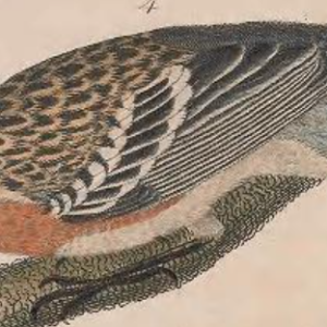 Black-throated Blue Warbler