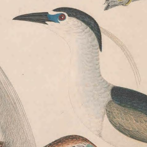 Black-crowned Night Heron