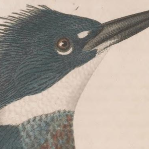 Belted Kingfisher, Engraved by A. Lawson