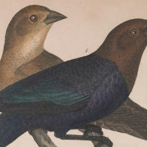 Brown-headed Cowbird