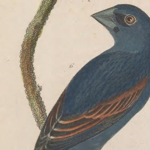 Engraved by A. Lawson