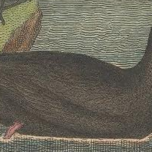 Engraved by A. Lawson