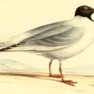 Bonaparte's Gull
