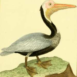 Brown Pelican