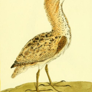 Eurasian Bittern