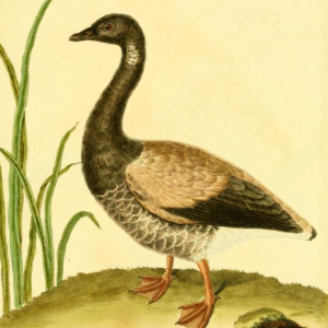 Brant Goose, Drawn by F.-N. Martinet