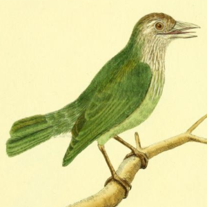 Bucco Viridis