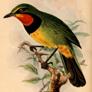 Gorgeous Bushshrike