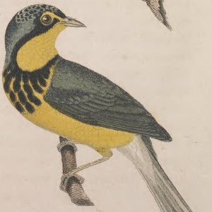 Canada Warbler