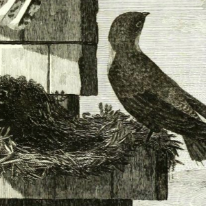 Chimney Swift, Engraved by P. Mazell