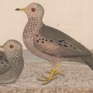 Common Ground Dove