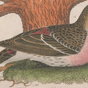 Magnificent Frigatebird