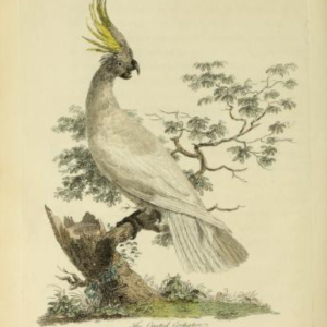 Sulphur-crested Cockatoo