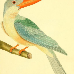 Stork-billed Kingfisher, Drawn by F.-N. Martinet