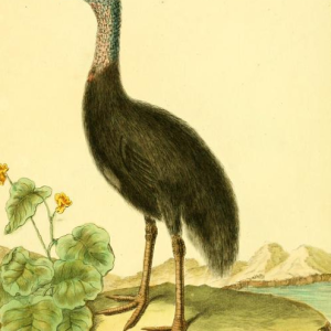 Drawn by F.-N. Martinet