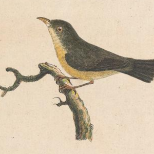 Scarlet-headed Flowerpecker