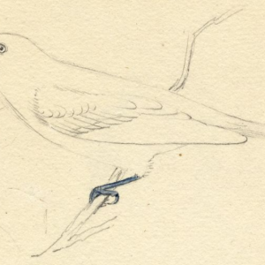 Bay-breasted Warbler