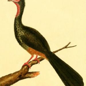Chachalaca