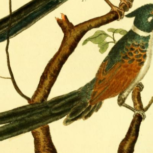 Chestnut-winged Cuckoo