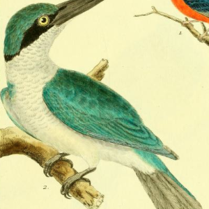 Collared Kingfisher, Drawn by F.-N. Martinet