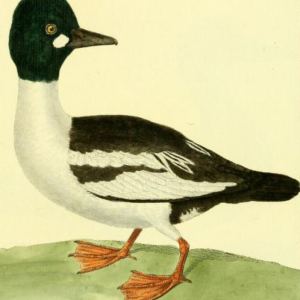 Common Goldeneye, Drawn by F.-N. Martinet
