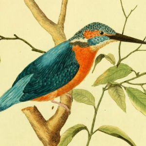 Common Kingfisher, Drawn by F.-N. Martinet 