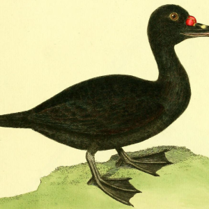 Common Scoter