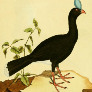 Crax Pauxi