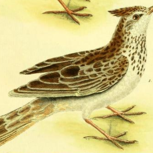 Crested Lark, Drawn by F.-N. Martinet