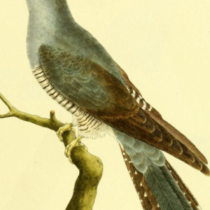 Common Cuckoo
