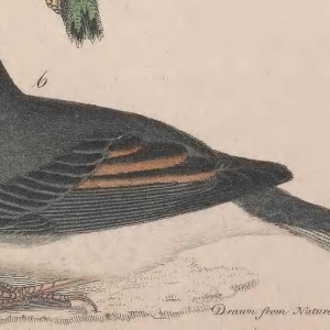 Dark-eyed Junco