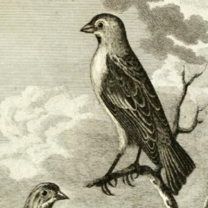 Engraved by P. Mazell