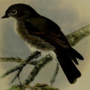 Dark-sided Flycatcher