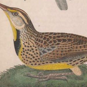 Eastern Meadowlark